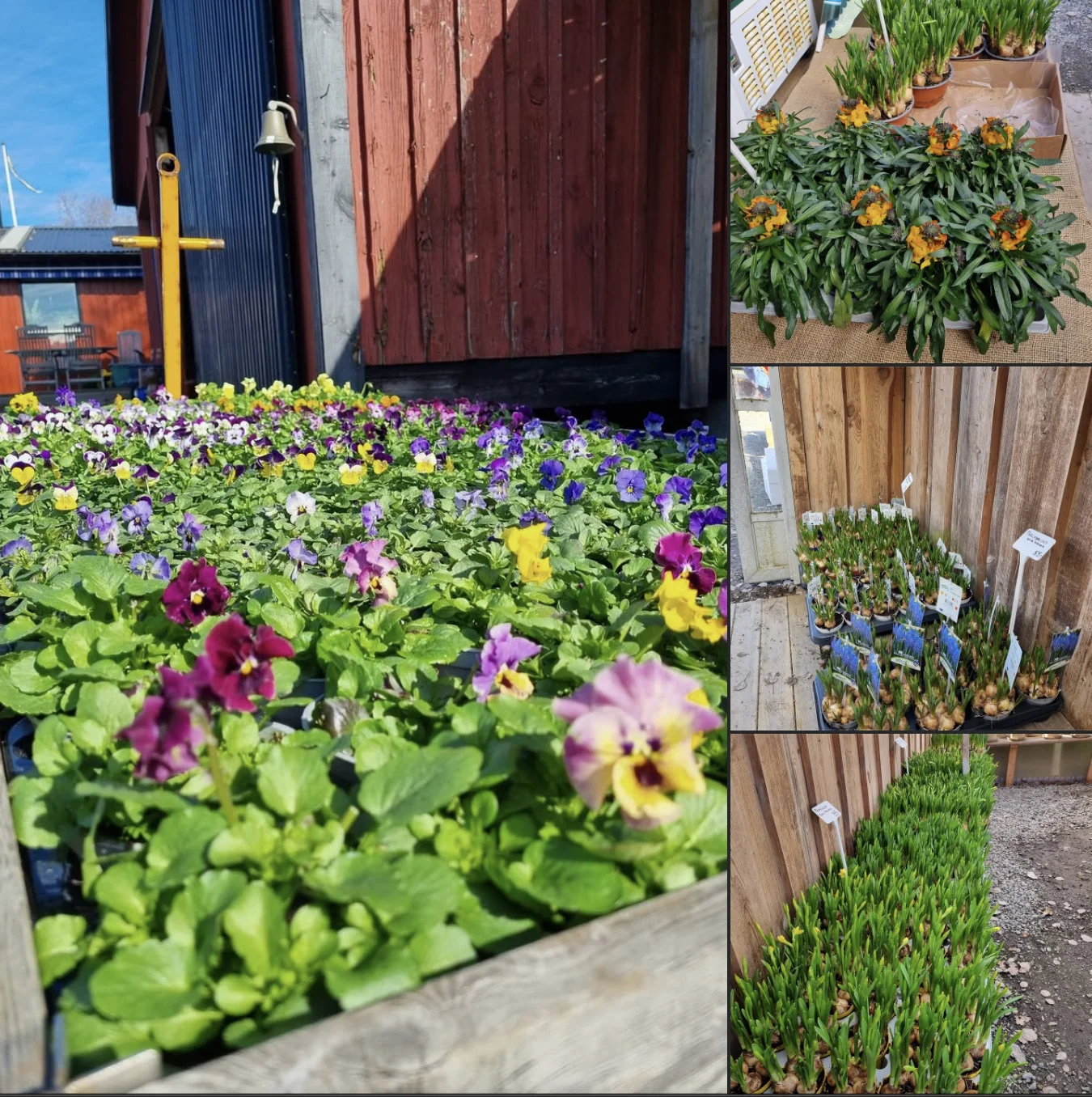 Vårkänslor hos Landgrens Handelsträdgård